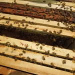 Apiario Santa Teresa 1