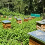 Apiario Santa Teresa 12