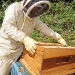 Apiario Santa Teresa 2