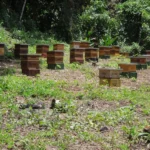 Apiario Santa Teresa 3