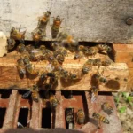 Apiario Santa Teresa 4