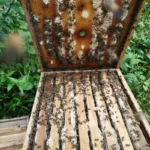 Apiario Santa Teresa 5