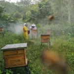 Apiario Santa Teresa 7