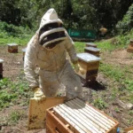 Apiario Santa Teresa 9