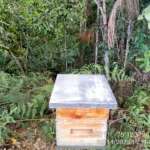 Apiario el Cedro 6