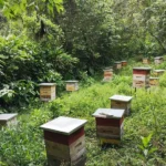 Apiario la Colina 4