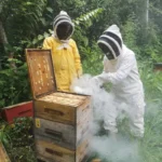 Apiario la Colina 6