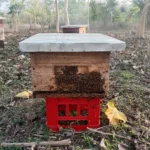 Apiario la Paz 6