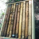 Apiario Ojo De Agua 1