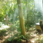 Apiario Ojo De Agua 4