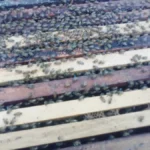 Apiario Ojo De Agua 5