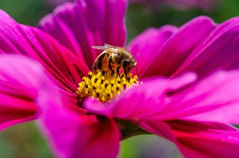 Que-es-el-polen-de-abeja-Pequeno-Gigante-que-Sustenta-la-Biodiversidad-y-la-Apicultura