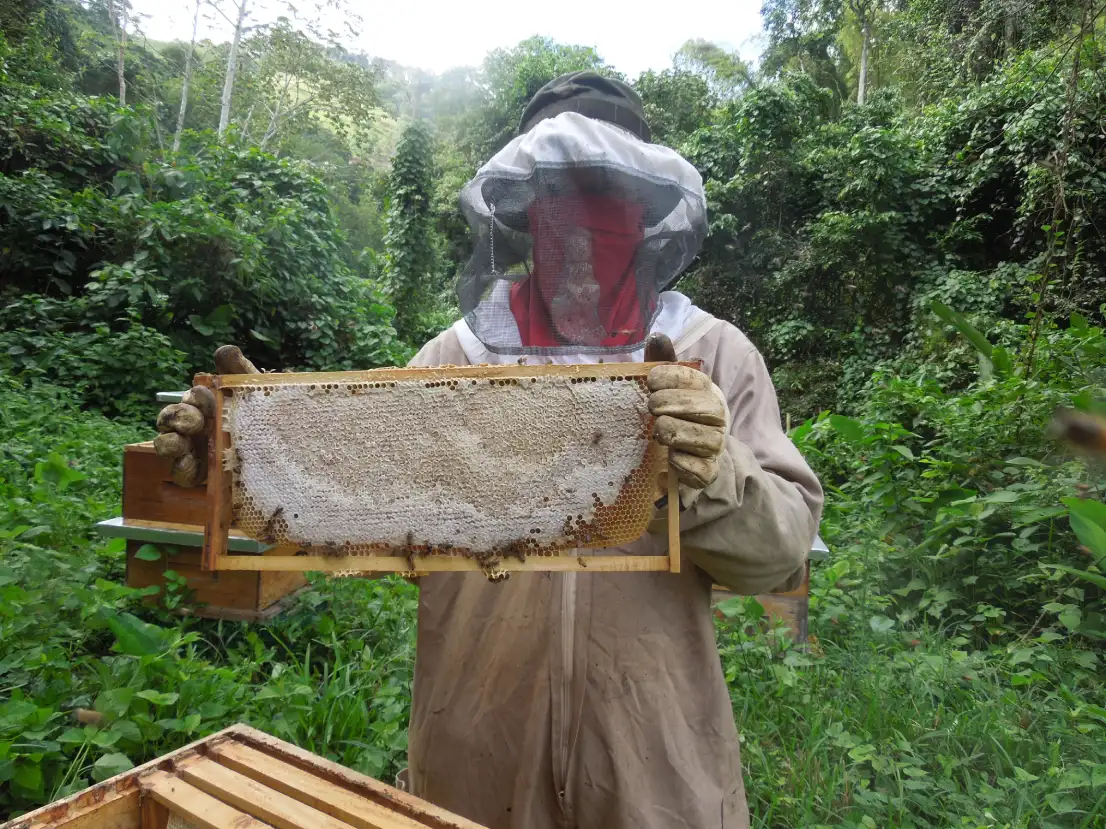 identificar-miel-pura-de-adulterada-apicola-surandino