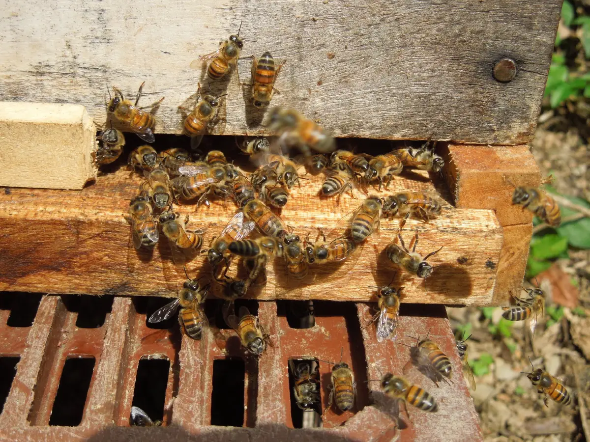 Por qué las abejas son consideradas uno de los seres vivos más importantes del planeta